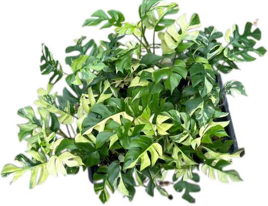 Rhaphidophora tetrasperma variegated– Set of 10 Plants