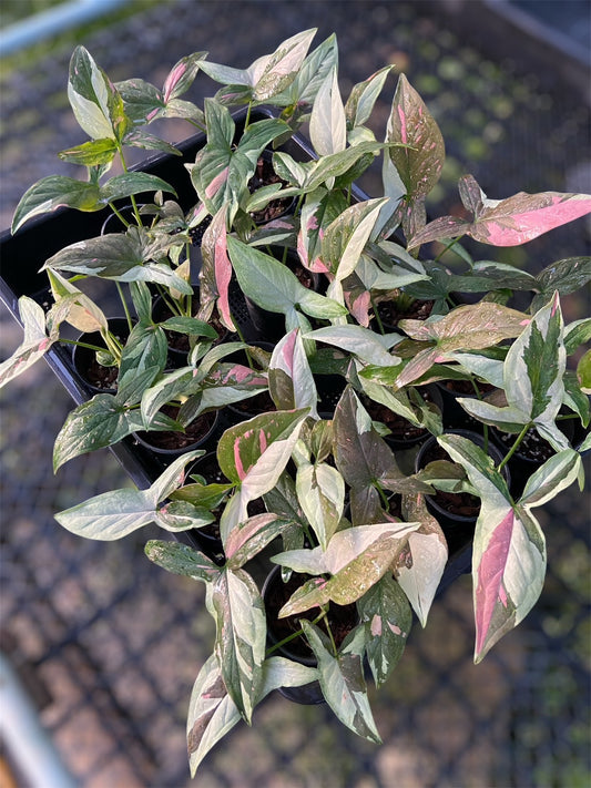 Syngonium chocolate Tricolor - Wholesale Bundle (Set of 10 Plants)