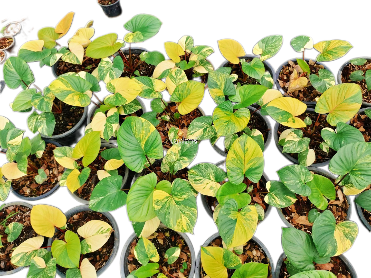 Homalomena Rubescens Aurea Variegated – Set of 10 Plants