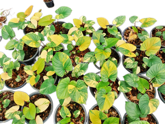 Homalomena Rubescens Aurea Variegated – Set of 10 Plants