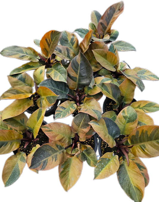 Philodendron Black Cardinal Variegated - Set of 5 Plants