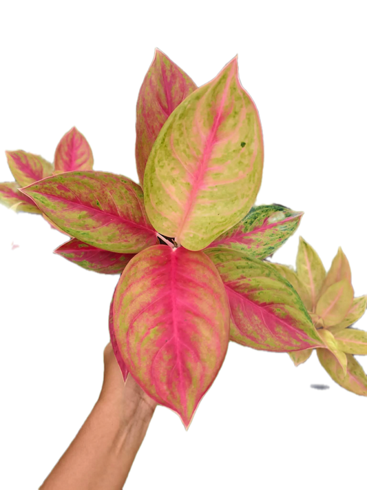 Aglaonema diamond star- set 10 pcs