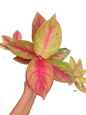 Aglaonema diamond star- set 10 pcs