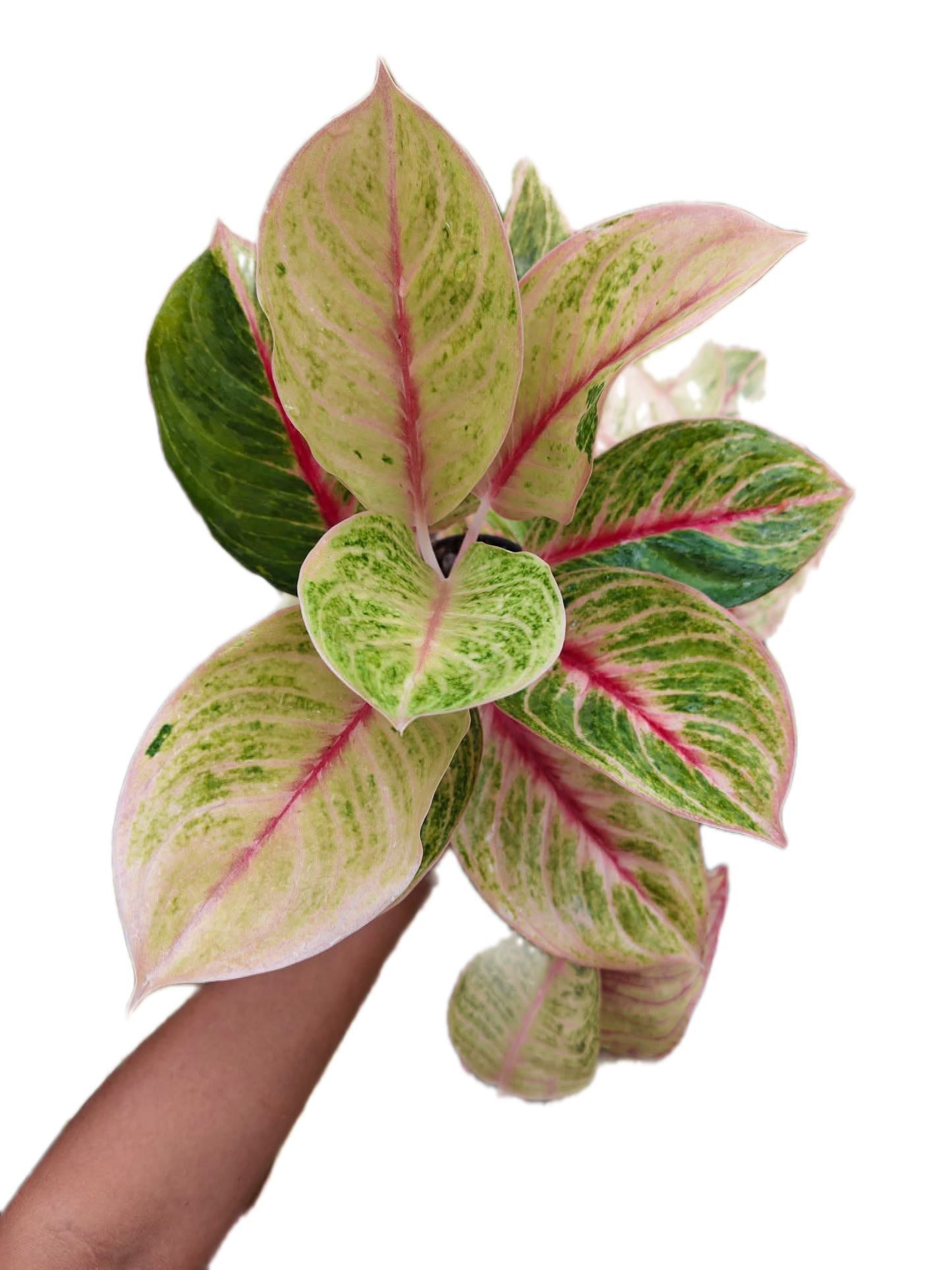 Aglaonema “megalasee” - Set of 10 Plants