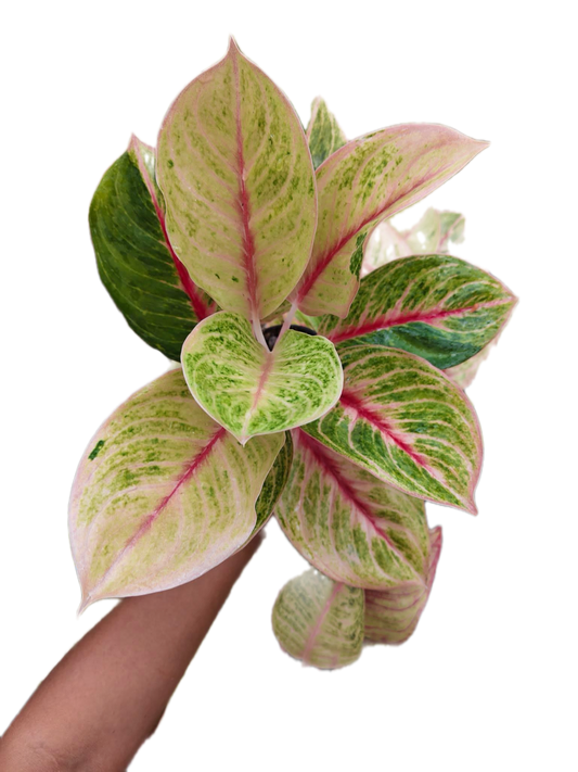Aglaonema “megalasee” - Set of 10 Plants