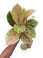Aglaonema “megalasee” - Set of 10 Plants