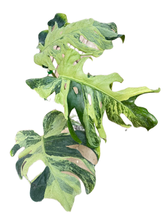 Monstera Deliciosa “Ocean Mint” Variegated – Actual Plant