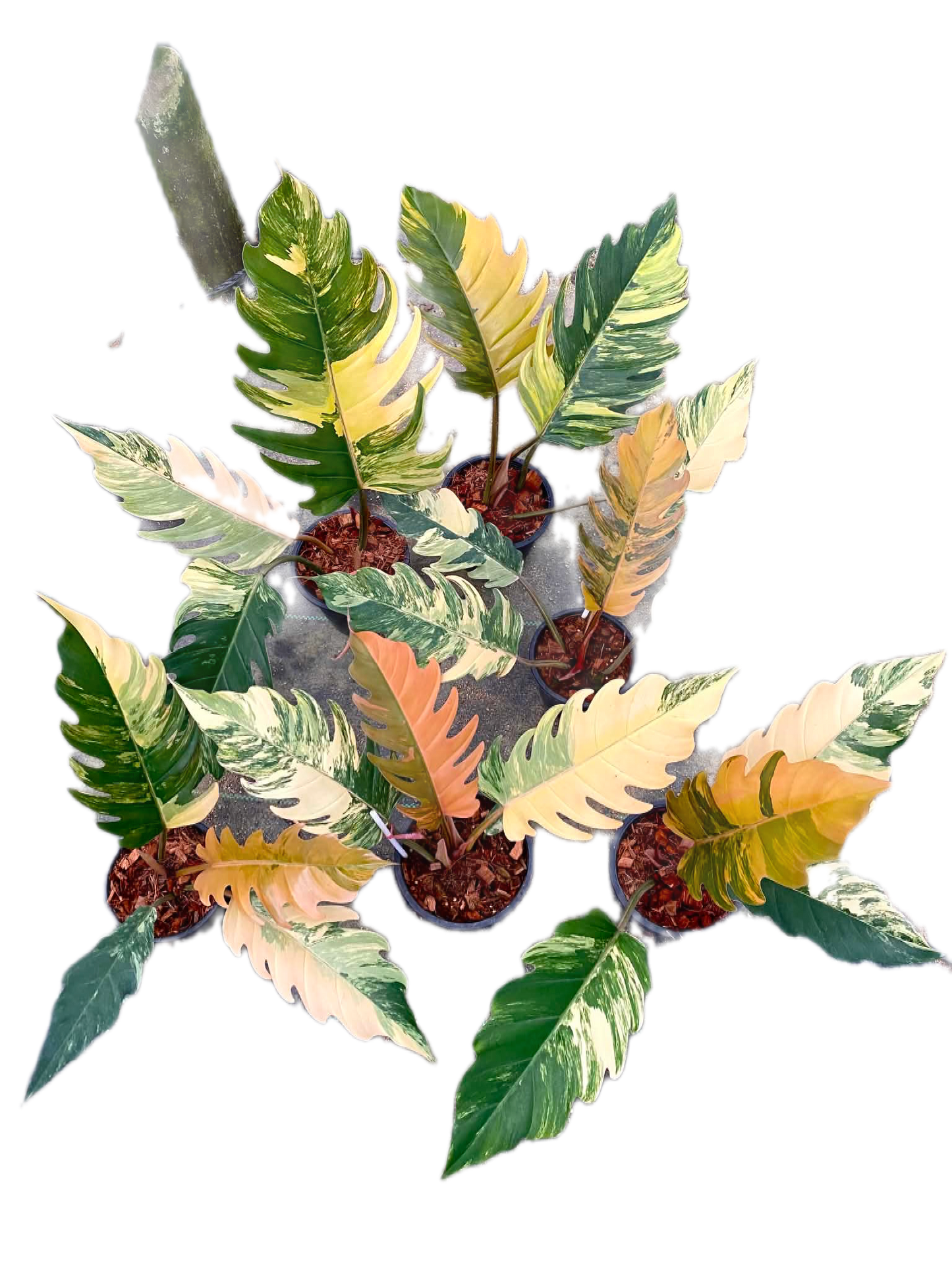 Philodendron caramel marble  – Set of 5 Plants