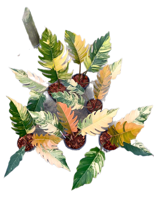 Philodendron caramel marble  – Set of 5 Plants