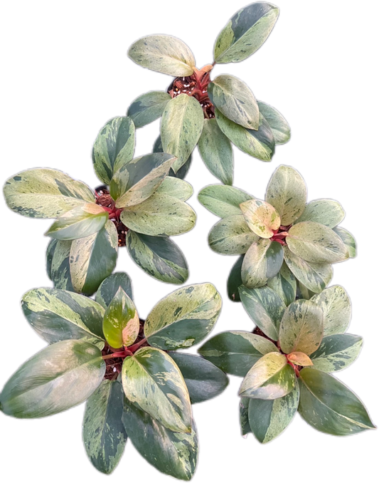 Philodendron red Congo dwarf - Wholesale Bundle (Set of 10 Plants)”