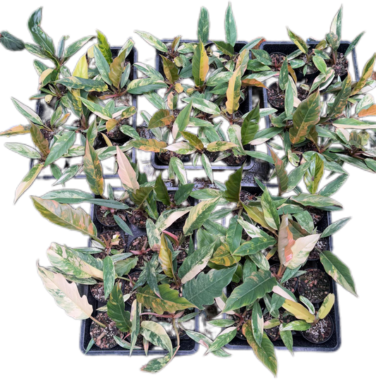 Philodendron caramel marble small – Set of 10 Plants