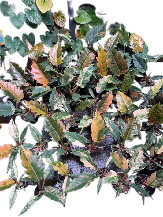 Philodendron caramel marble small – Set of 10 Plants