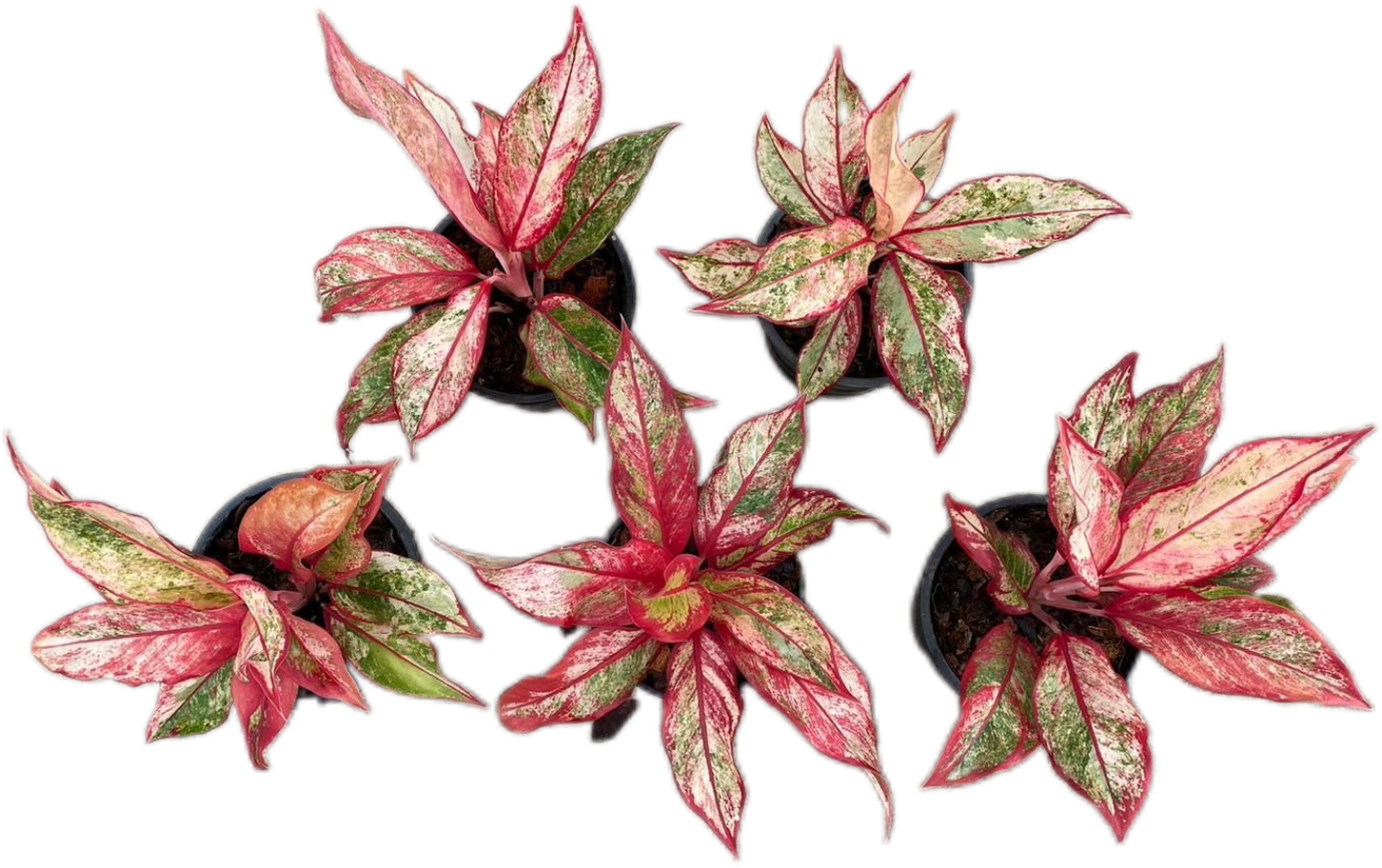 Aglaonema Siam Aurora Variegated – Set of 5 Plants