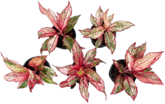 Aglaonema Siam Aurora Variegated – Set of 5 Plants