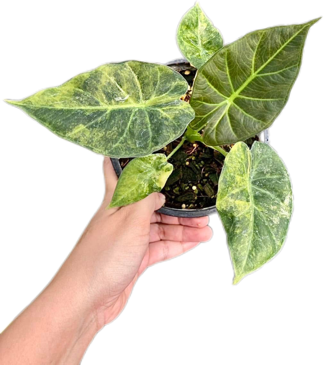 Alocasia Regal shields - Set of 5 Plants