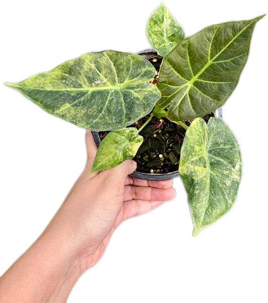 Alocasia Regal shields - Set of 5 Plants
