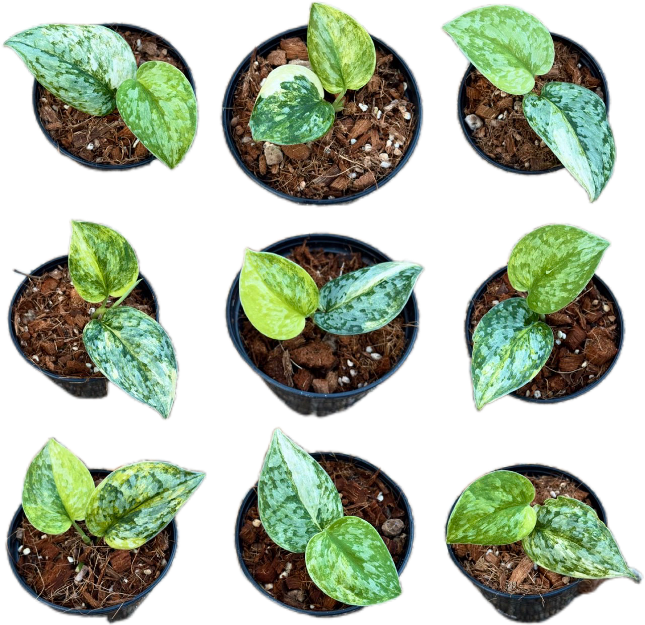 Scindapsus Guelis
 - Set of 5 Plants