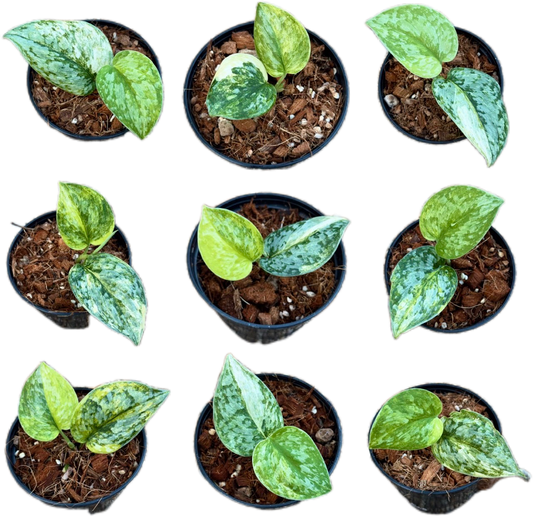 Scindapsus Guelis
 - Set of 5 Plants