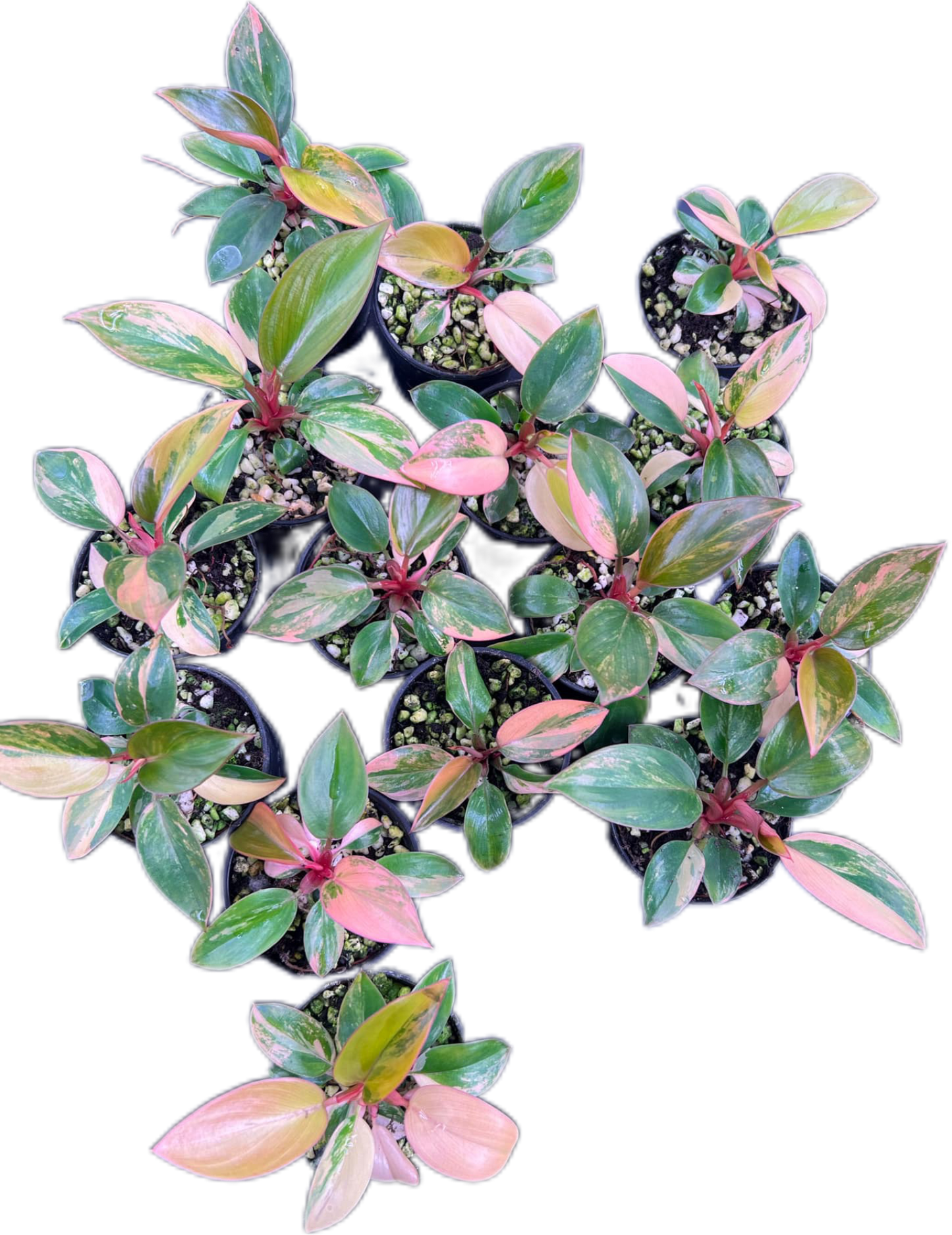 Philodendron red Congo variegated small – Set of 10 Plants – BanrakTonmai  Garden Thailand