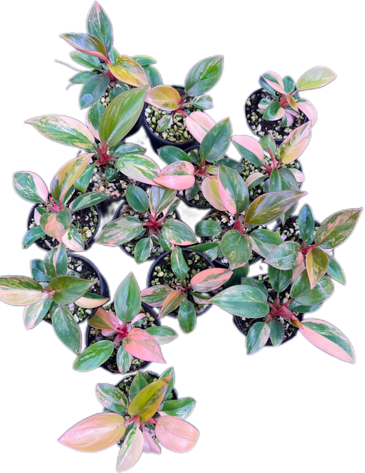 Philodendron red Congo variegated 
 small – Set of 10 Plants