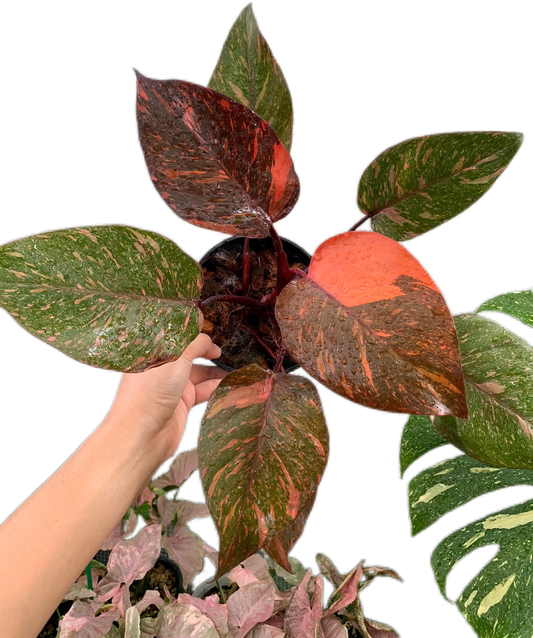 Philodendron orange princess galaxy variegated – Set of 3 Plants