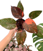 Philodendron orange princess galaxy variegated – Set of 3 Plants