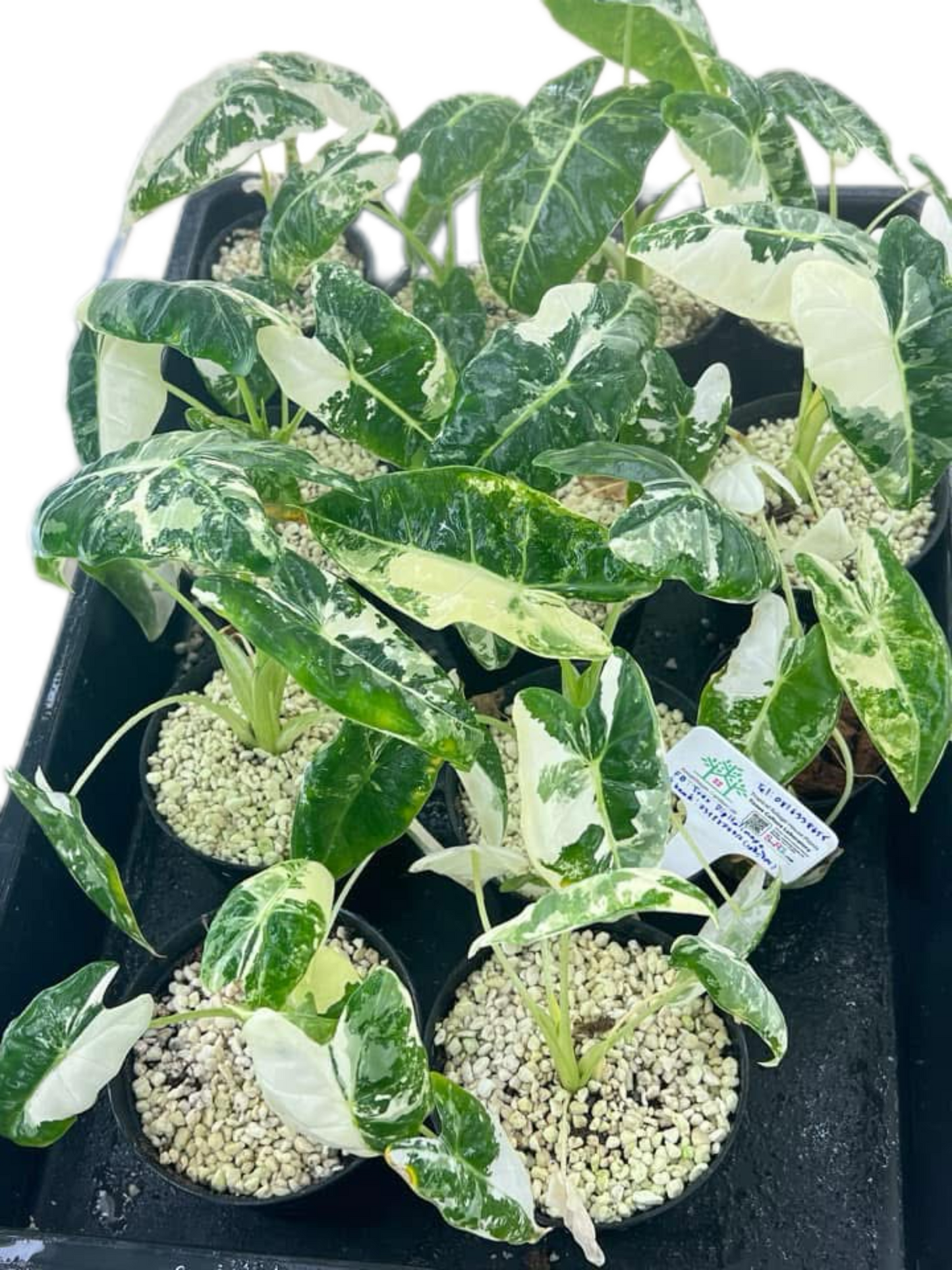 Alocasia frydex variegated- Set of 10 Plants