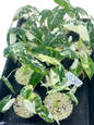 Alocasia frydex variegated- Set of 10 Plants