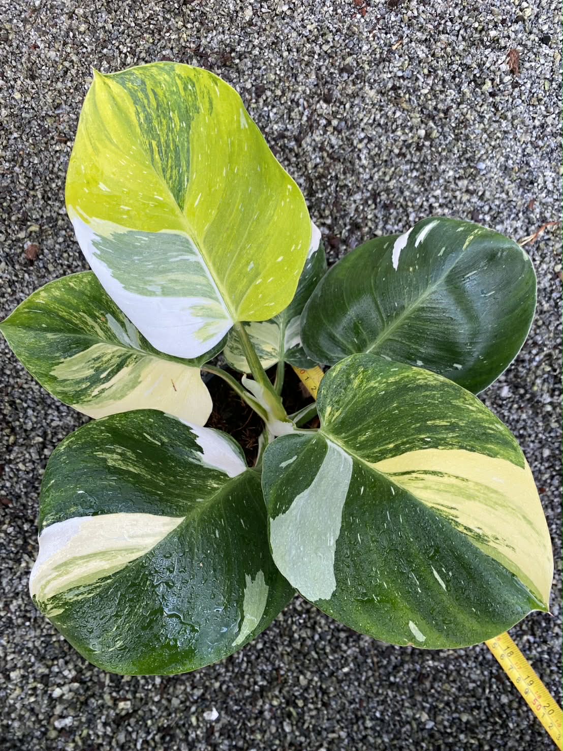 Philodendron White wizard tricolor Variegated(1 plant)