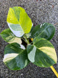 Philodendron White wizard tricolor Variegated(1 plant)
