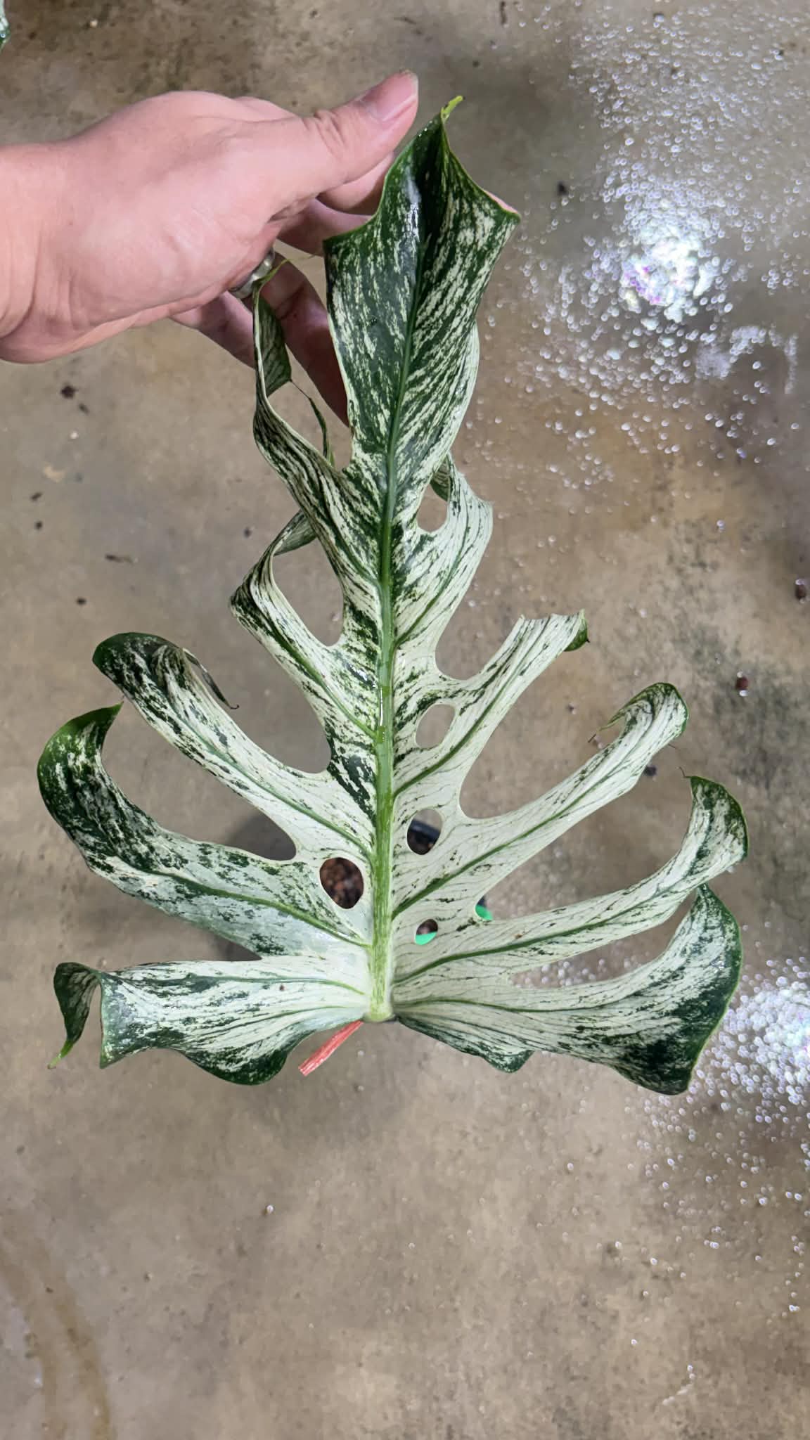 Monstera deliciosa “Devil Monstera” Variegated – Rare cutting 1 leaf rooted (Exact Plant Shown)