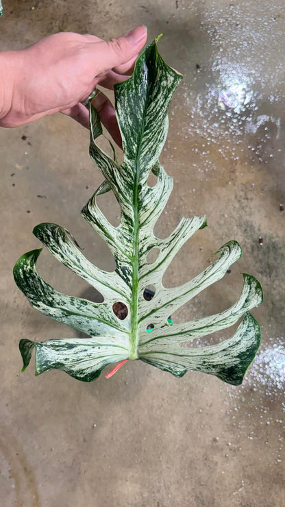Monstera deliciosa “Devil Monstera” Variegated – Rare cutting 1 leaf rooted (Exact Plant Shown)