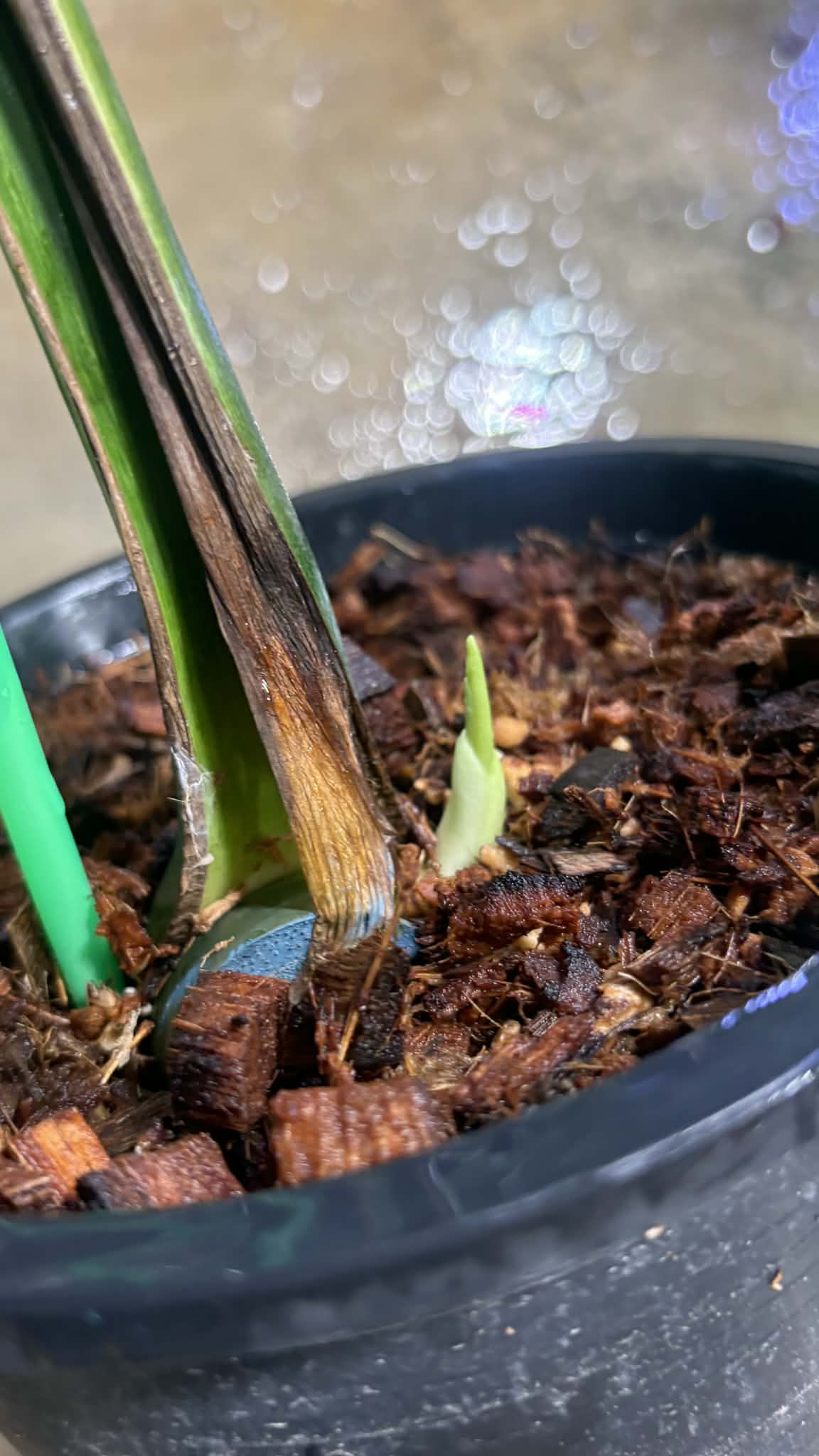 Monstera deliciosa “Devil Monstera” Variegated – Rare cutting 1 leaf rooted (Exact Plant Shown)