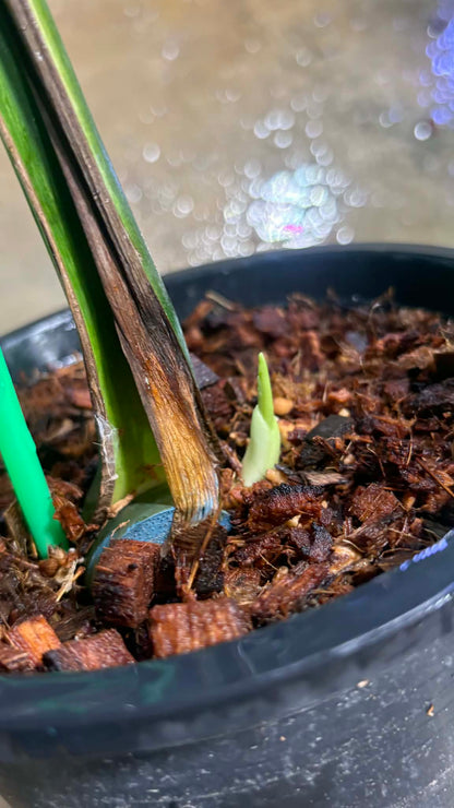 Monstera deliciosa “Devil Monstera” Variegated – Rare cutting 1 leaf rooted (Exact Plant Shown)