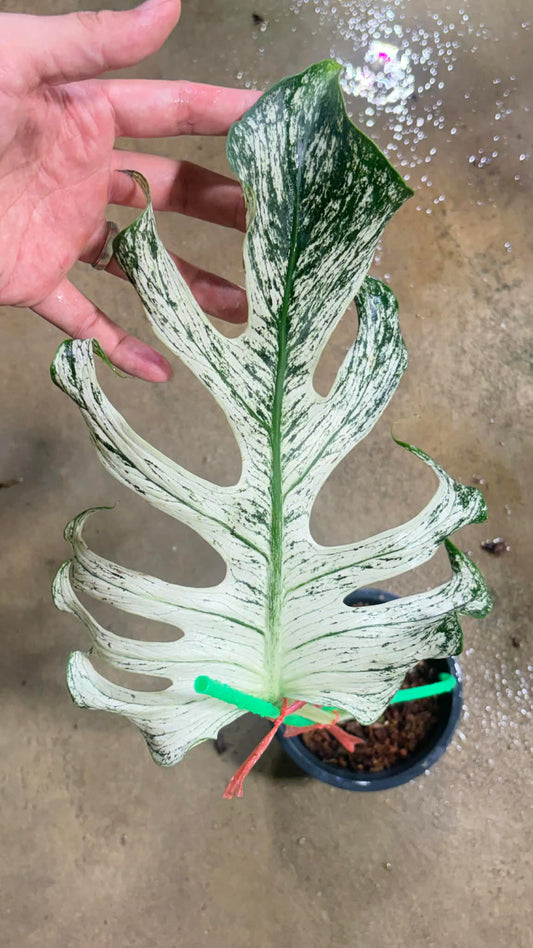 Monstera deliciosa “Devil Monstera” Variegated – Rare cutting 1 leaf rooted (Exact Plant Shown)