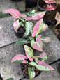 Syngonium tricolor Polly pink.  (Set of 3 plants )