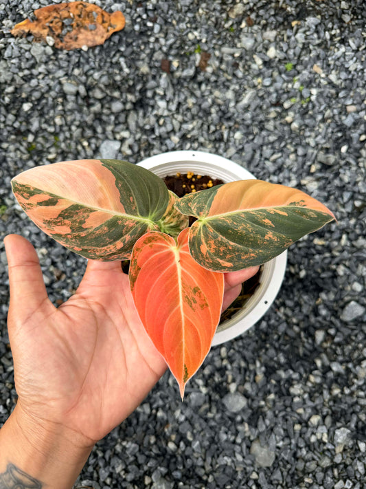 Philodendron melanochrysum orange Variegated ( 1 plant)