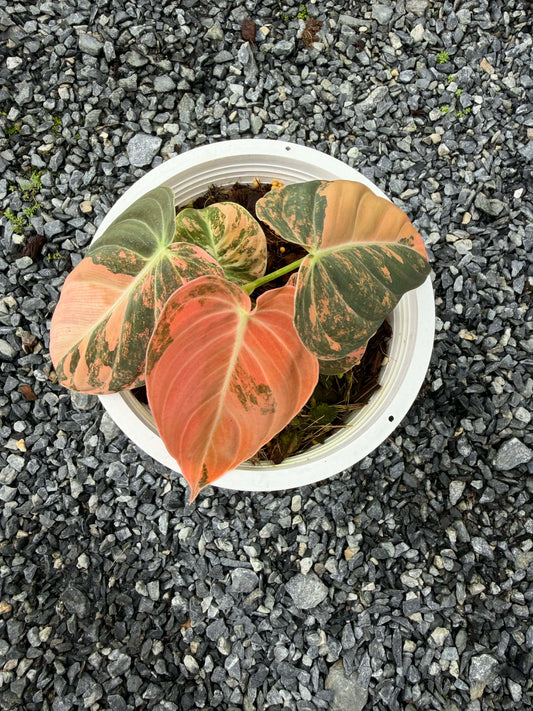 Philodendron melanochrysum orange Variegated ( 1 plant)