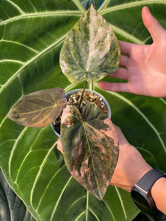 Anthurium Papillilaminum x Red Vein Dark Phoenix
(1 plant)