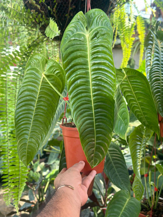 Anthurium Veitchii (King Anthurium) 
- Wholesale Set of 5 Plants