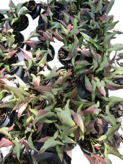 Syngonium Orm nagpum variegated (Rose mini variegated)-Wholesale Bundle (Set of 10 Plants)