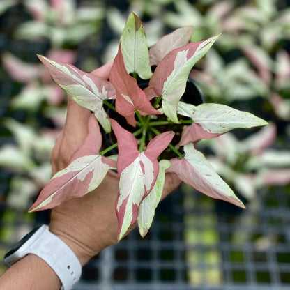 Syngonium Orm nagpum variegated (Rose mini variegated)-Wholesale Bundle (Set of 10 Plants)