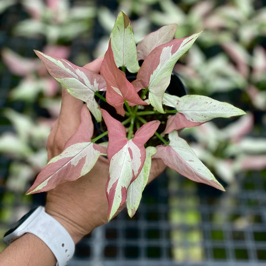 Syngonium Orm nagpum variegated (Rose mini variegated)-Wholesale Bundle (Set of 10 Plants)