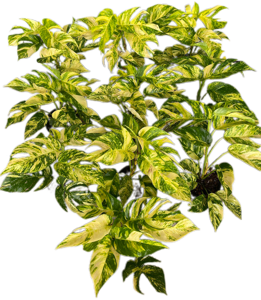Epipremnum golden flame variegated  - Set of 10 Plants