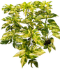 Epipremnum golden flame variegated  - Set of 10 Plants