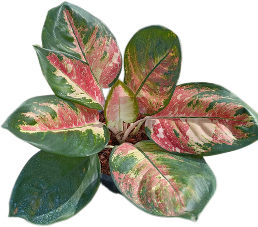 Aglaonema Cochin tricolor -set 5 pcs