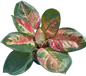 Aglaonema Cochin tricolor -set 5 pcs