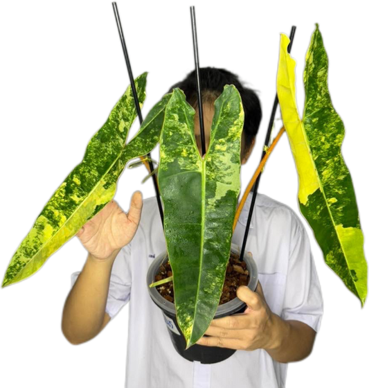 Philodendron billietae variegated(top cut 3 leaves rooted)