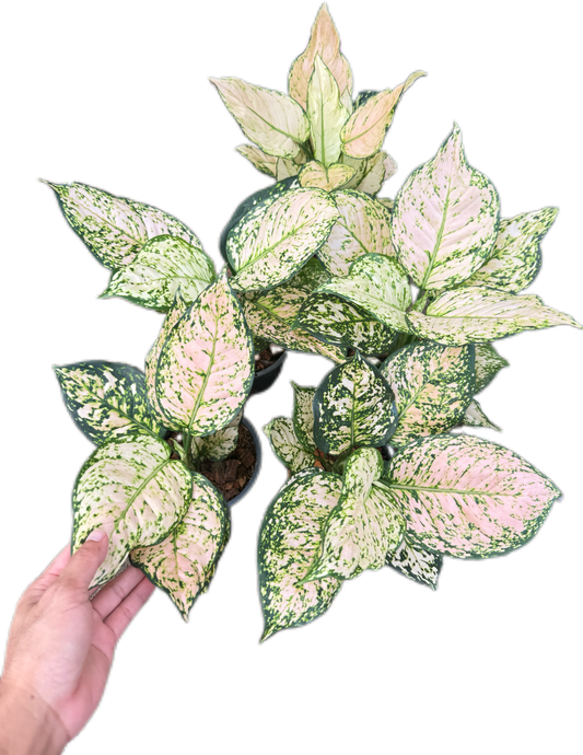 Aglaonema unyamaneechompoo  -set 10 pcs