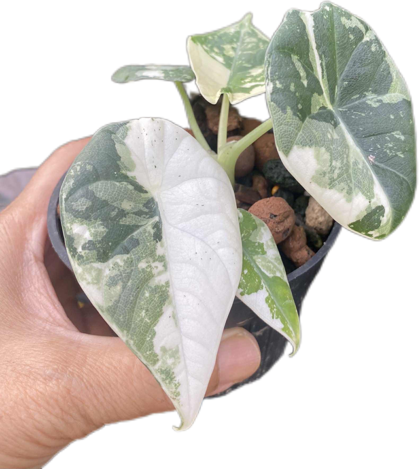 Alocasia maharani variegated(1 plant)